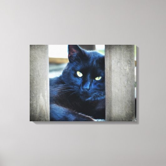 Little Black Kitty Leinwanddruck (Vorderseite)