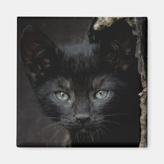 Little Black Kitty Magnet (Vorne)