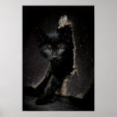 Little Black Kitty Poster (Vorne)