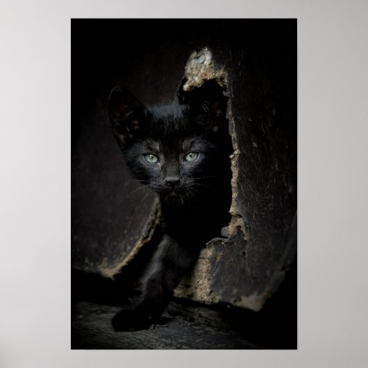 Little Black Kitty Poster (Vorne)