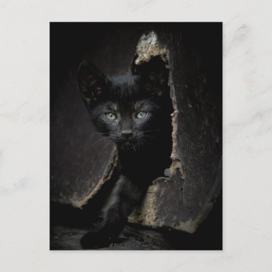 Little Black Kitty Postkarte (Vorderseite)