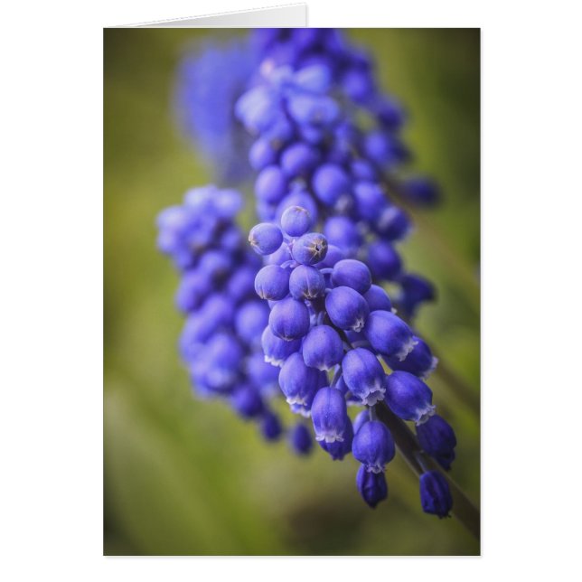 Little Blue Buds (Vorne)
