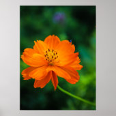 Little Blue Bug Poster (Vorne)