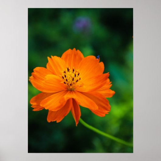 Little Blue Bug Poster (Vorne)