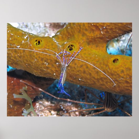 Little Blue Cleaner Shrimp Poster (Vorne)