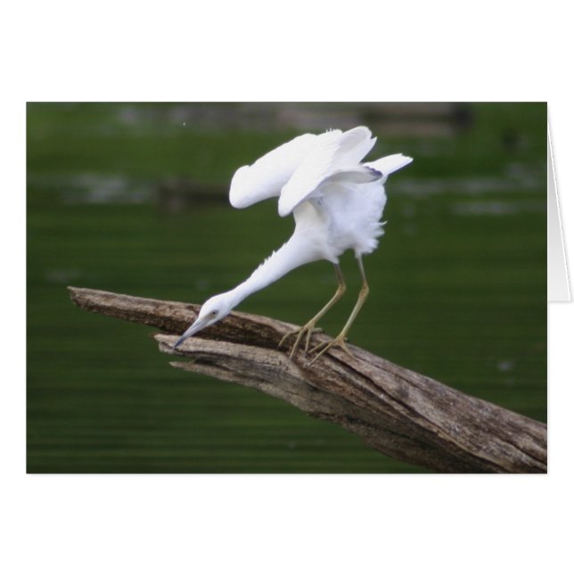 Little Blue Heron (Vorderseite (Horizontal))