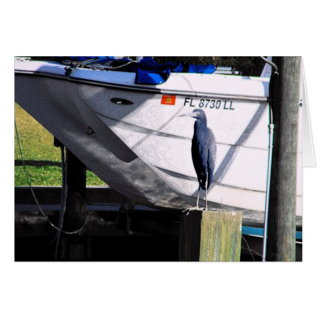 Little Blue Heron (Vorderseite (Horizontal))