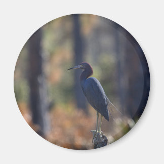 Little Blue Heron Foto Magnet