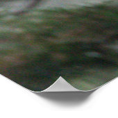 Little Blue Heron Foto Poster (Ecke)