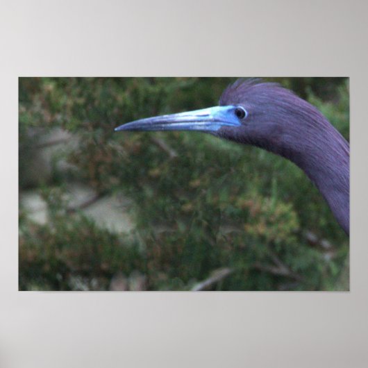 Little Blue Heron Foto Poster (Vorne)