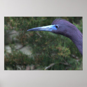 Little Blue Heron Foto Poster