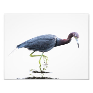 Little Blue Heron Fotodruck