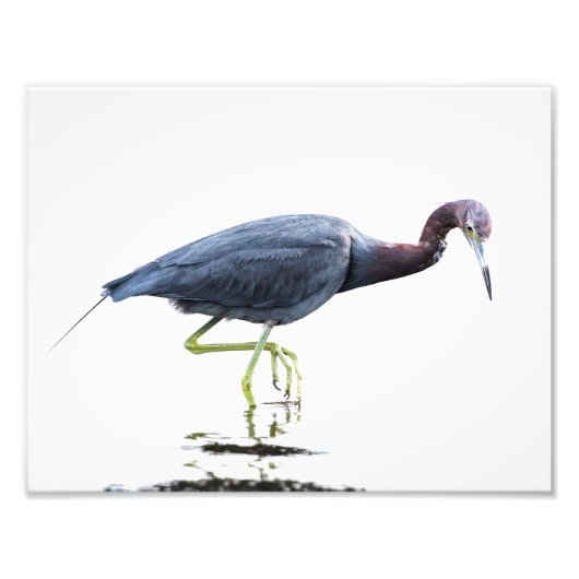 Little Blue Heron Fotodruck (Vorne)