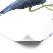 Little Blue Heron Fotodruck (Ecke)