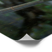 Little Blue Heron im Cypress-Sumpf Poster (Ecke)