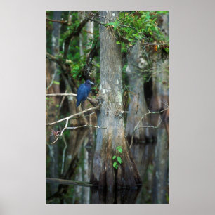 Little Blue Heron im Cypress-Sumpf Poster