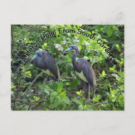 Little Blue Heron Post Card South Carolina Postkarte