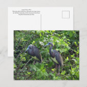 Little Blue Heron Post Card South Carolina Postkarte (Vorne/Hinten)