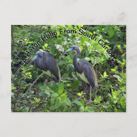 Little Blue Heron Post Card South Carolina Postkarte (Vorderseite)
