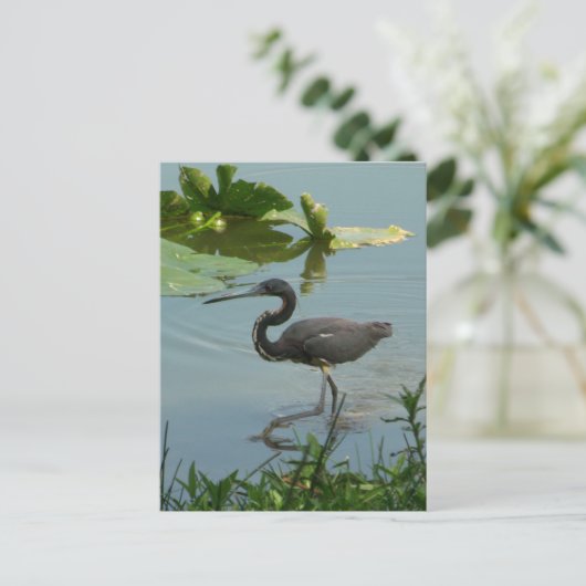 Little Blue Heron Postcard Postkarte (Stehend Vorderseite)