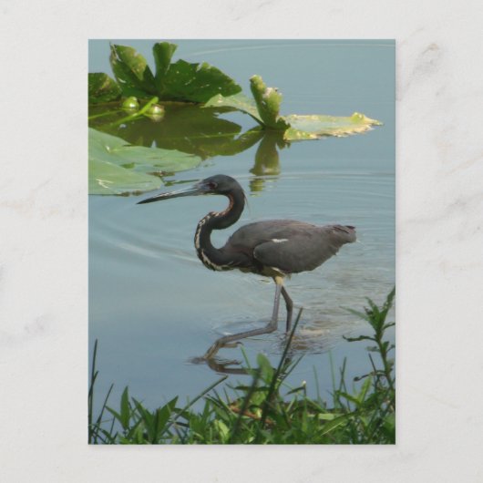 Little Blue Heron Postcard Postkarte (Vorderseite)