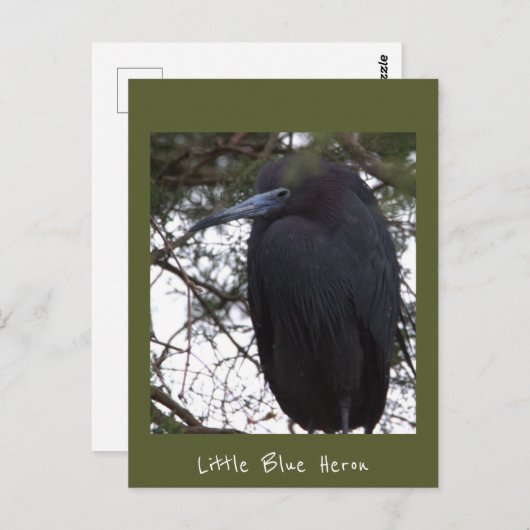Little Blue Heron Postcard Postkarte (Vorne/Hinten)