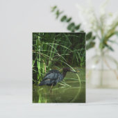 Little Blue Heron Postcard Postkarte (Stehend Vorderseite)