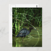 Little Blue Heron Postcard Postkarte (Vorne/Hinten)