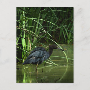 Little Blue Heron Postcard Postkarte