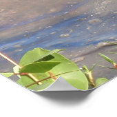Little Blue Heron Poster (Ecke)
