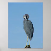 Little Blue Heron Poster (Vorne)