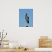 Little Blue Heron Poster (Küche)