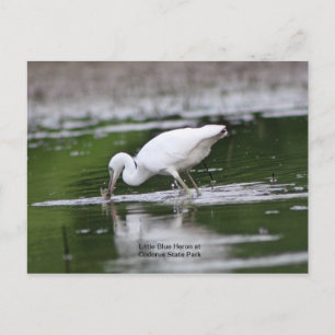 Little Blue Heron Postkarte