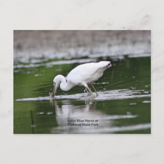 Little Blue Heron Postkarte