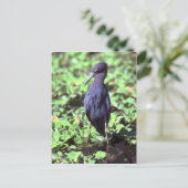 Little Blue Heron Postkarte (Stehend Vorderseite)
