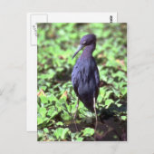 Little Blue Heron Postkarte (Vorne/Hinten)
