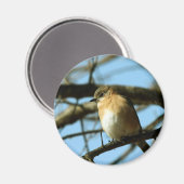 Little Blue Magnet (Vorderseite/Rückseite)