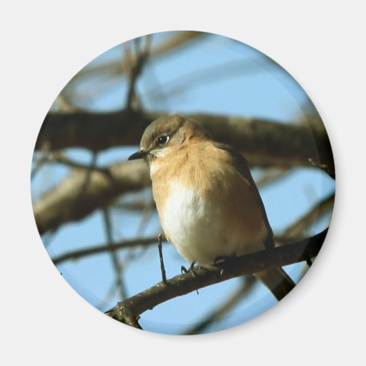 Little Blue Magnet (Vorne)