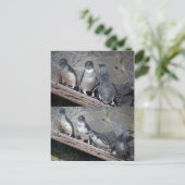 Little Blue Pinguine Postkarte (Stehend Vorderseite)