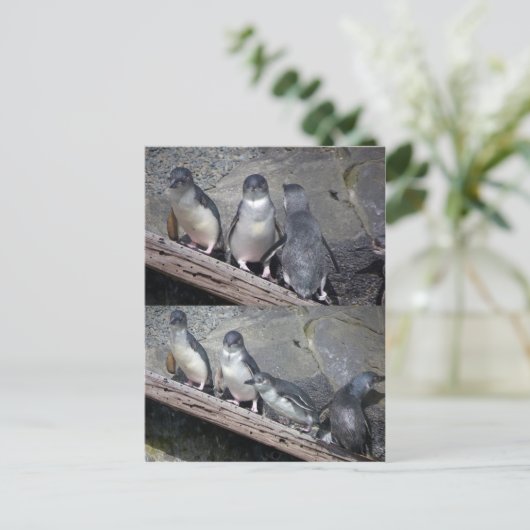 Little Blue Pinguine Postkarte (Stehend Vorderseite)