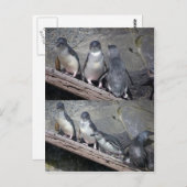 Little Blue Pinguine Postkarte (Vorne/Hinten)