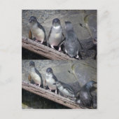 Little Blue Pinguine Postkarte (Vorderseite)