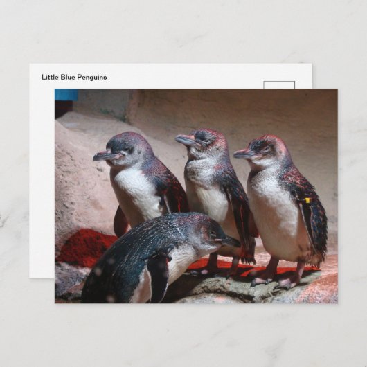 Little Blue Pinguine Postkarte (Vorne/Hinten)