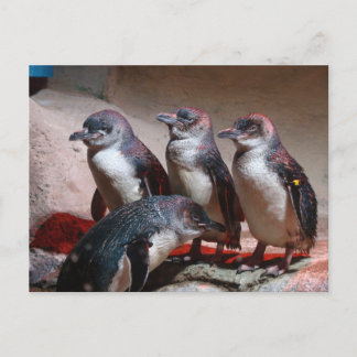 Little Blue Pinguine Postkarte