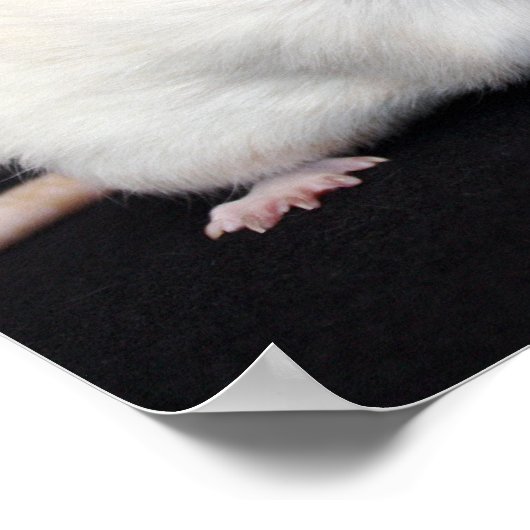 Little Blume - Rat Poster (Ecke)