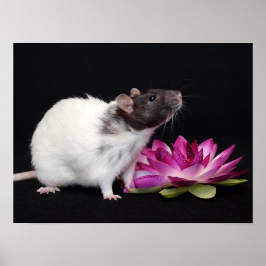 Little Blume - Rat Poster (Vorne)