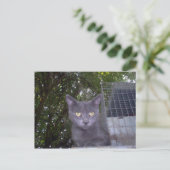 Little Boy Blue Postkarte (Stehend Vorderseite)