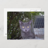 Little Boy Blue Postkarte (Vorne/Hinten)