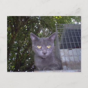 Little Boy Blue Postkarte