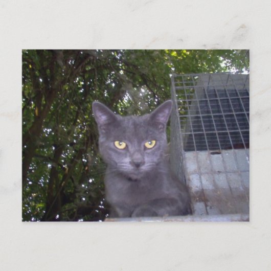 Little Boy Blue Postkarte (Vorderseite)